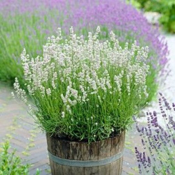 LAVANDULA ANG. ELLEGANCE ICE