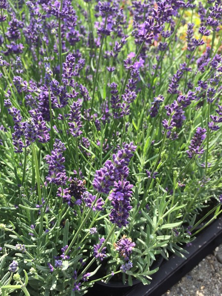 LAVANDULA ANG. ESSENCE PURPLE