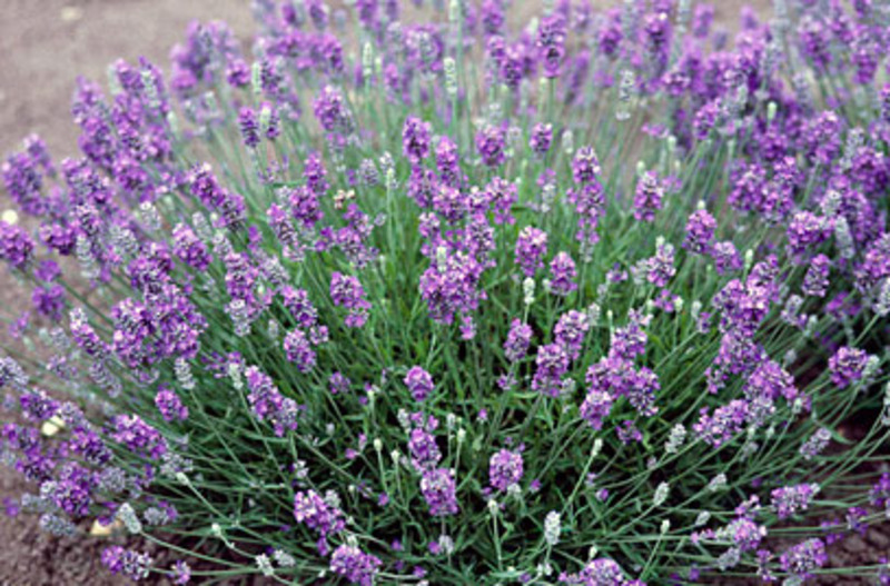 LAVANDULA ANGUSTIFOLIA
