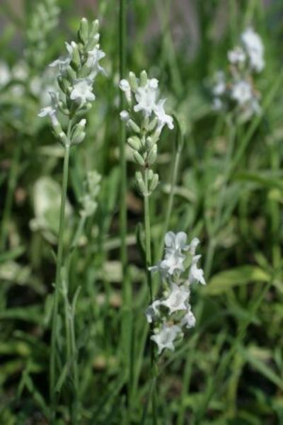 LAVANDULA ANG. ALBA