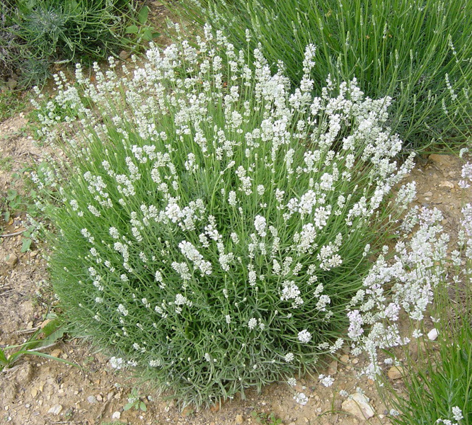 LAVANDULA ANG. ALBA