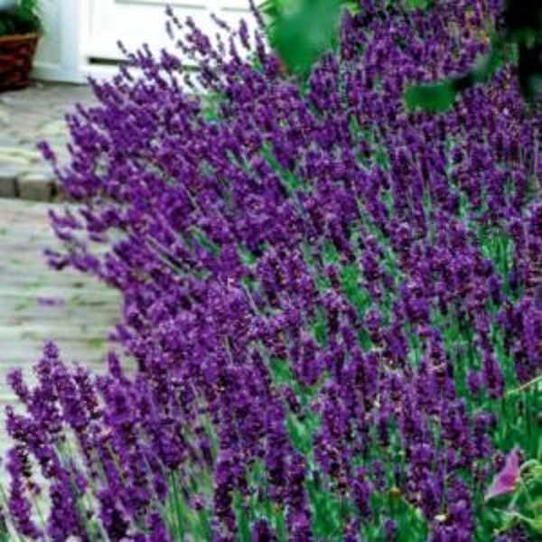 LAVANDULA ANG. HIDCOTE BLUE