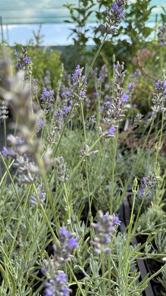 LAVANDULA INT. BALATONGY&Ouml;R&Ouml;K