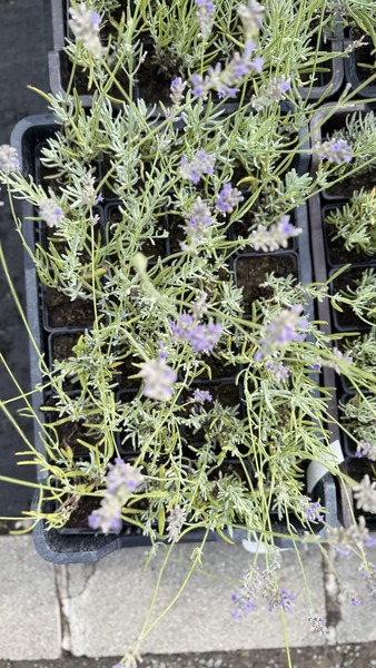 LAVANDULA INT. BALATONGY&Ouml;R&Ouml;K