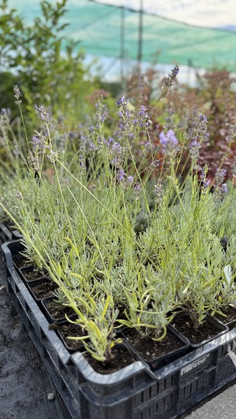 LAVANDULA INT. BALATONGY&Ouml;R&Ouml;K