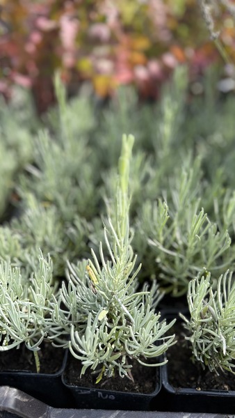 LAVANDULA INT. GRAPPENHALL