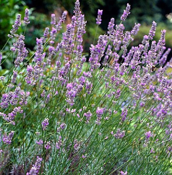 LAVANDULA INT. GRAPPENHALL