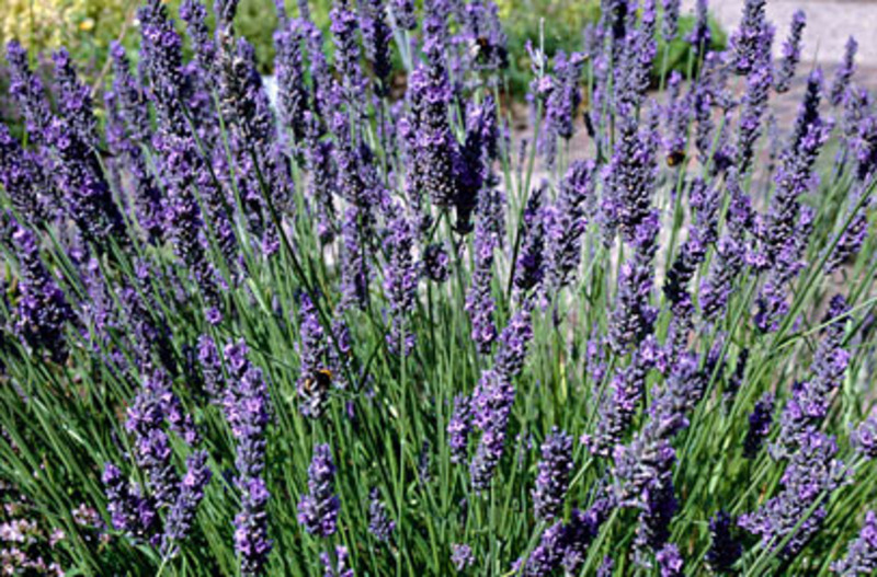 LAVANDULA INT. GRAPPENHALL