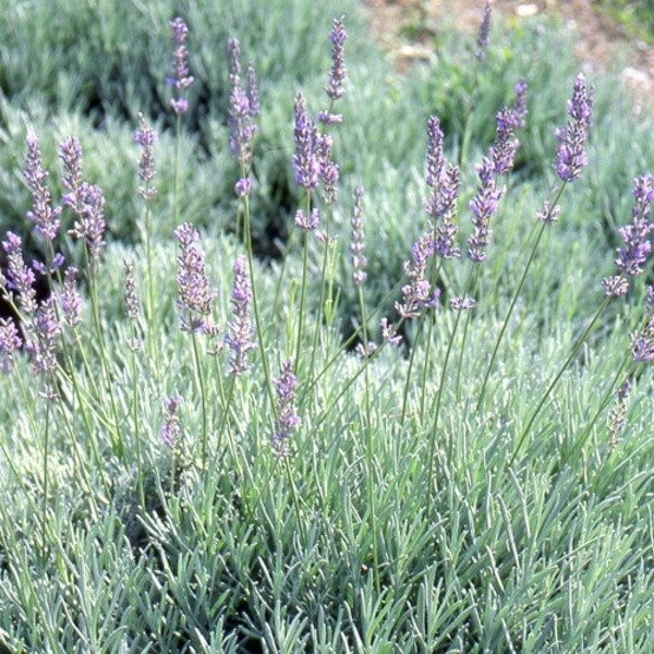 LAVANDULA INT. GRAPPENHALL