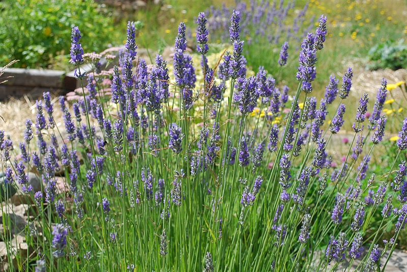 LAVANDULA INT. GROSSO