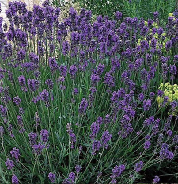 LAVANDULA ANG. MUNSTEAD