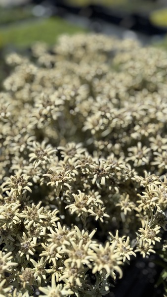 LEONTOPODIUM ALPINUM