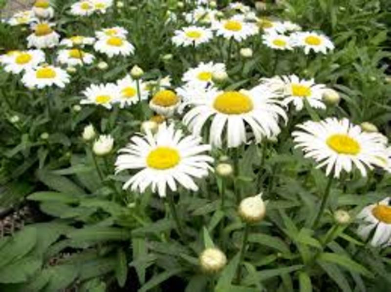LEUCANTHEMUM MAX. SNOW LADY
