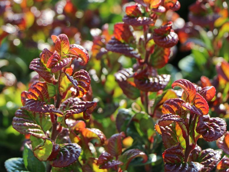 LEUCOTHOE AXILLARIS CURLY RED