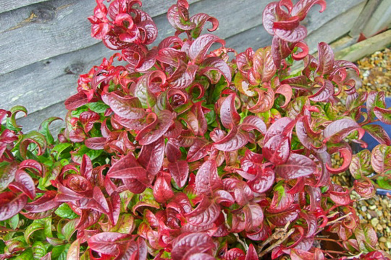 LEUCOTHOE AXILLARIS CURLY RED