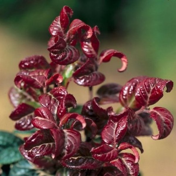 LEUCOTHOE AXILLARIS CURLY RED