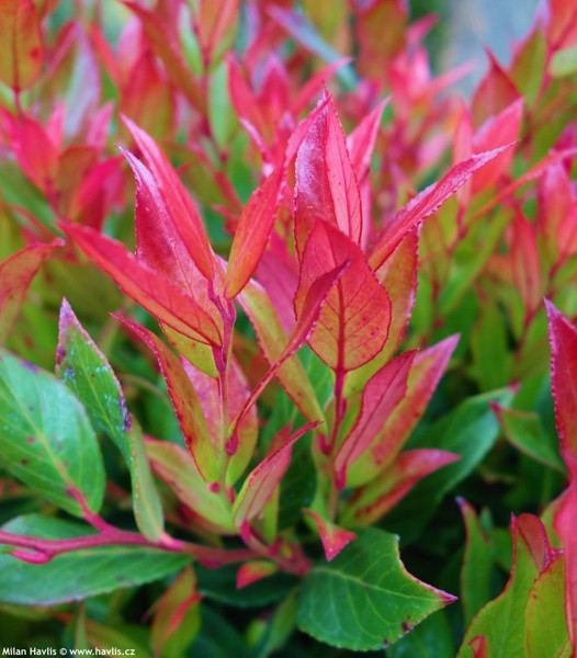 LEUCOTHOE FONT. LITTLE FLAMES