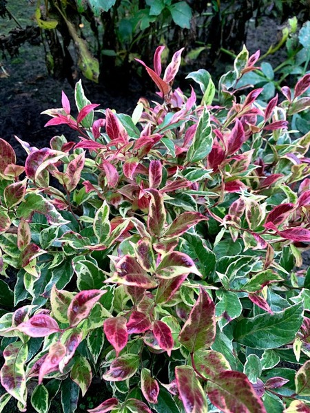 LEUCOTHOE FONTANESIA FIRESTAR