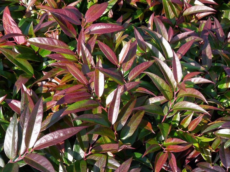 LEUCOTHOE KEISKEI ROYAL RUBY