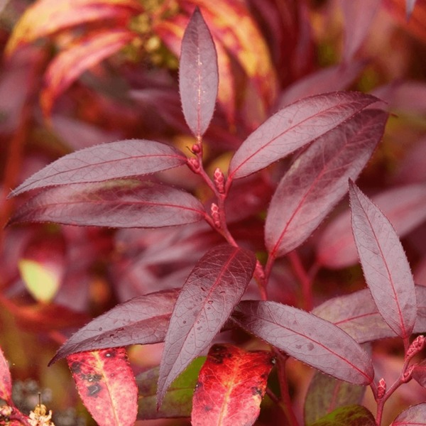 LEUCOTHOE KEISKEI ROYAL RUBY