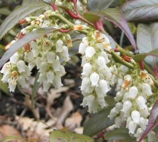 LEUCOTHOE KEISKEI ROYAL RUBY