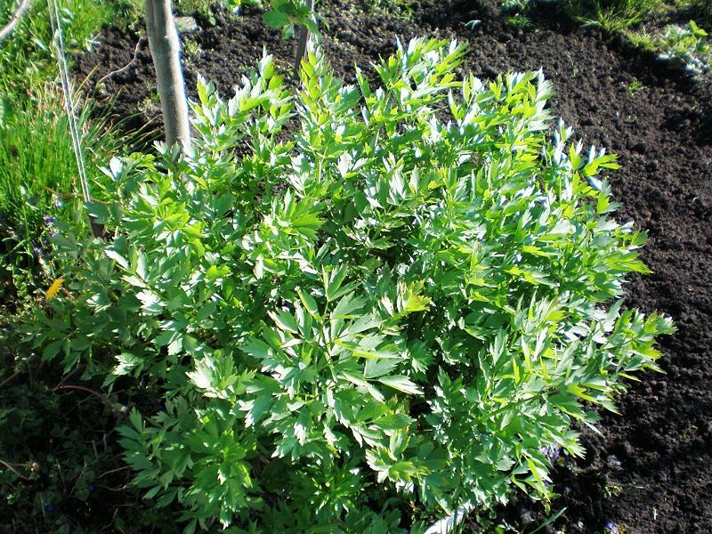 LEVISTICUM OFFICINALE
