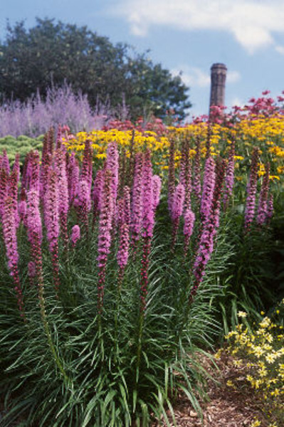 LIATRIS SPICATA KOBOLD