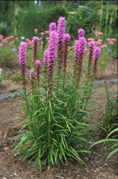 LIATRIS SPICATA KOBOLD