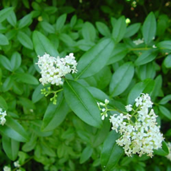 LIGUSTRUM OVALIFOLIUM