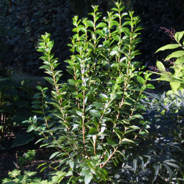 LIGUSTRUM OVALIFOLIUM MIKI