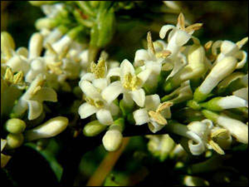 LIGUSTRUM OVALIFOLIUM NÜNÜ
