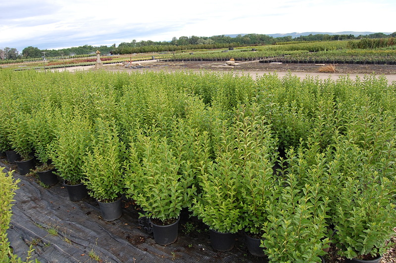 LIGUSTRUM OVALIFOLIUM NÜNÜ