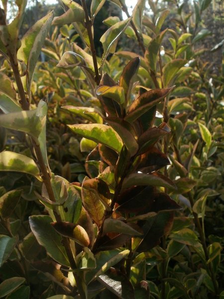 LIGUSTRUM OVALIFOLIUM ZAFIR