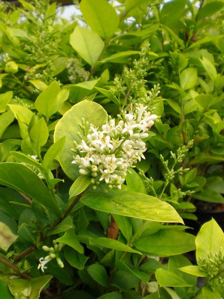LIGUSTRUM VICARYI