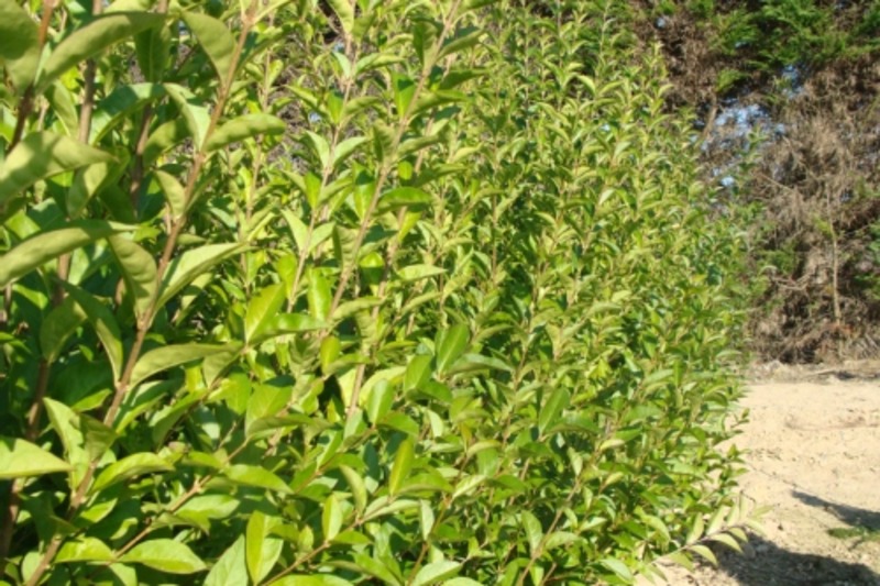 LIGUSTRUM VULGARE ATROVIRENS