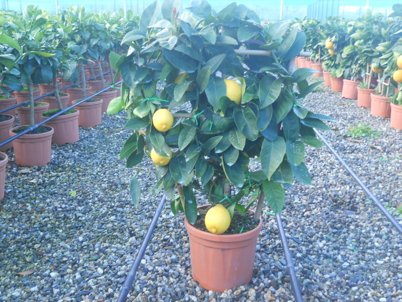 CITRUS LIMONUM
