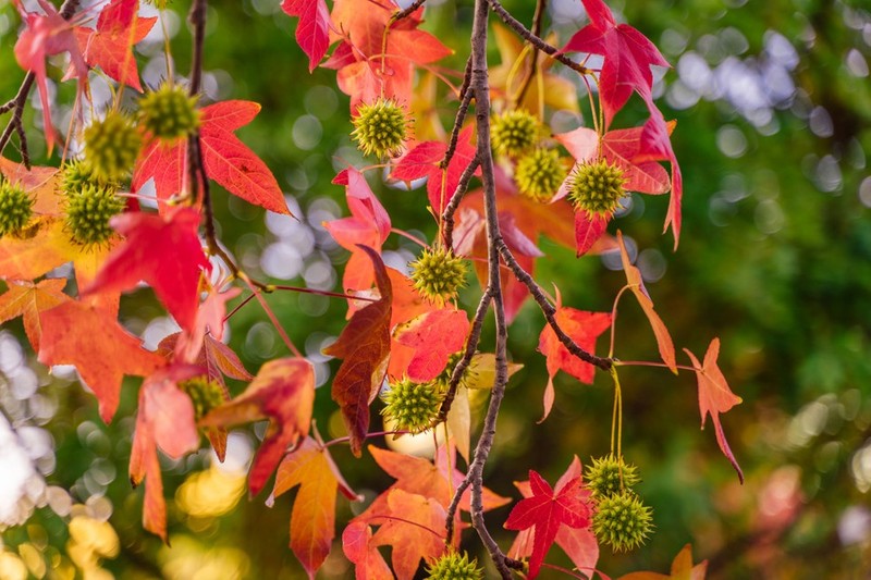 LIQUIDAMBAR STYR. SLENDER SILH
