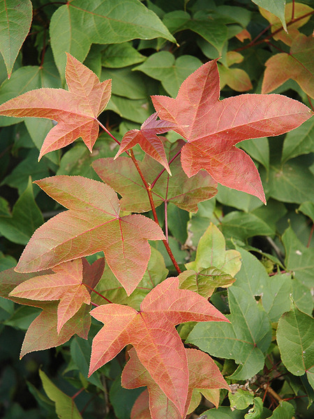 LIQUIDAMBAR ACALYCINA