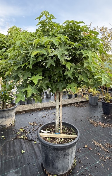 LIQUIDAMBAR STYR. GUMBALL