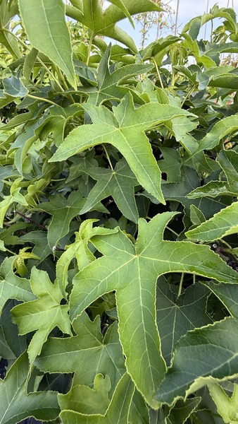 LIQUIDAMBAR STYR. GUMBALL