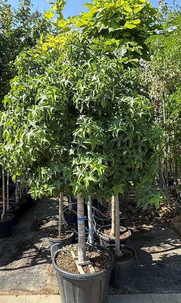 LIQUIDAMBAR STYR. GUMBALL