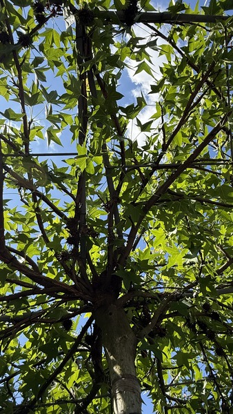 LIQUIDAMBAR STYR.