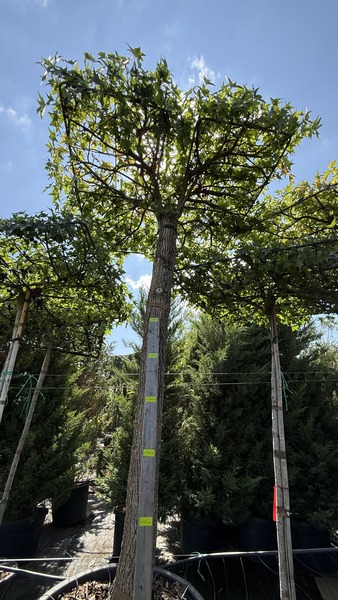 LIQUIDAMBAR STYR.