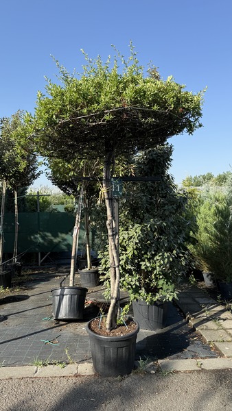 LIQUIDAMBAR STYR.