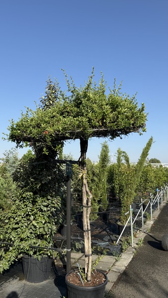 LIQUIDAMBAR STYR.