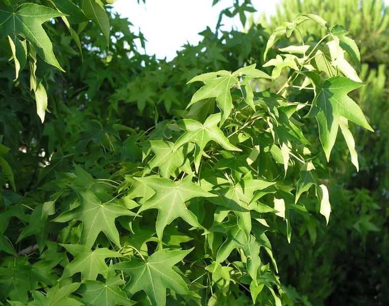 LIQUIDAMBAR STYR. GUM BALL