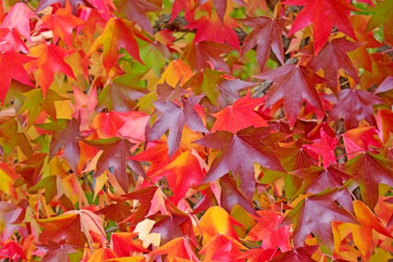 LIQUIDAMBAR STYR. SLENDER SILH