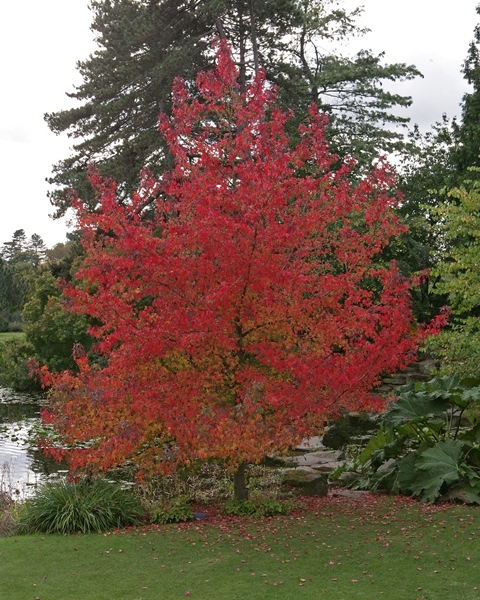 LIQUIDAMBAR STYR. WORPLESDON