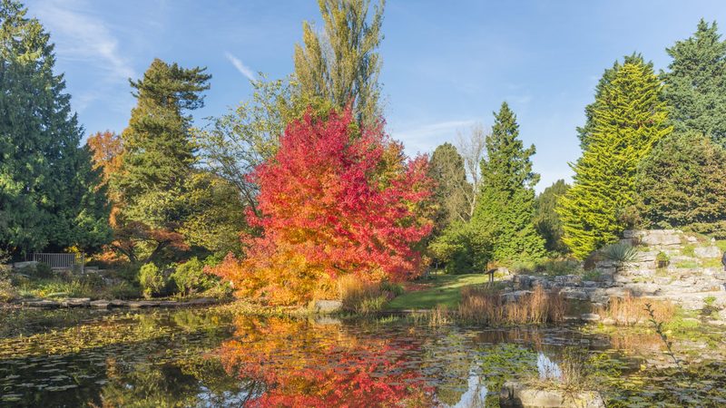 LIQUIDAMBAR STYR. WORPLESDON