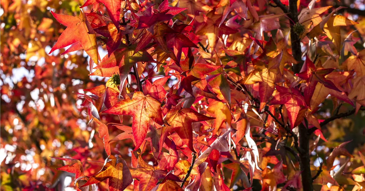 LIQUIDAMBAR STYR. WORPLESDON